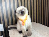 Scottish Fold Chocolate Point