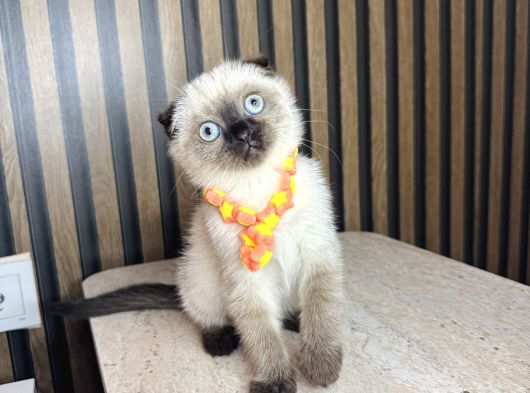 Scottish Fold Chocolate Point görsel