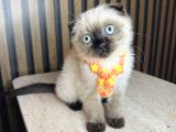 Scottish Fold Chocolate Point