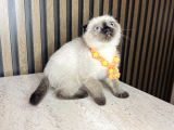 Scottish Fold Chocolate Point