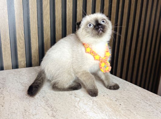Scottish Fold Chocolate Point görsel