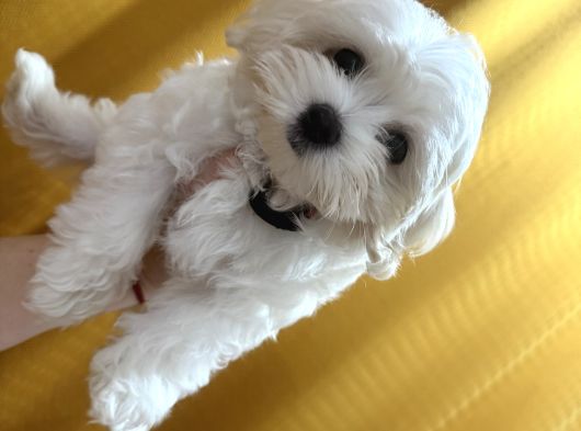 Maltese Terrier görsel