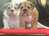Üst Düzey İngi̇li̇z Buldog Yavrular