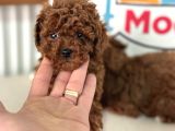 Petmode köpek çiftliğinden tea cup kore poodle