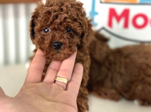 Petmode köpek çiftliğinden tea cup kore poodle