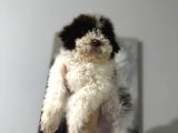 Lagotto bebekler