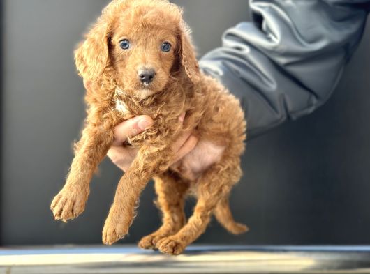 Petmode Köpek Çifrliğinden Maltipoo Yavrularımız görsel