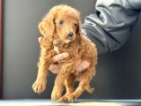 Petmode Köpek Çifrliğinden Maltipoo Yavrularımız