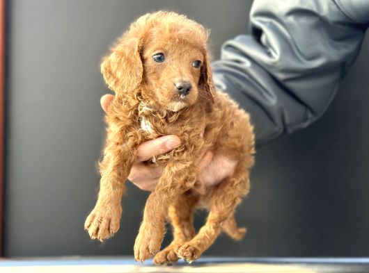 Petmode Köpek Çifrliğinden Maltipoo Yavrularımız görsel