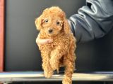 Petmode Köpek Çifrliğinden Maltipoo Yavrularımız