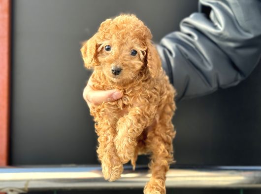 Petmode Köpek Çifrliğinden Maltipoo Yavrularımız görsel