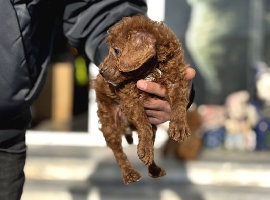 Petmode Köpek Çifrliğinden Maltipoo Yavrularımız görsel
