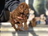 Petmode Köpek Çifrliğinden Maltipoo Yavrularımız