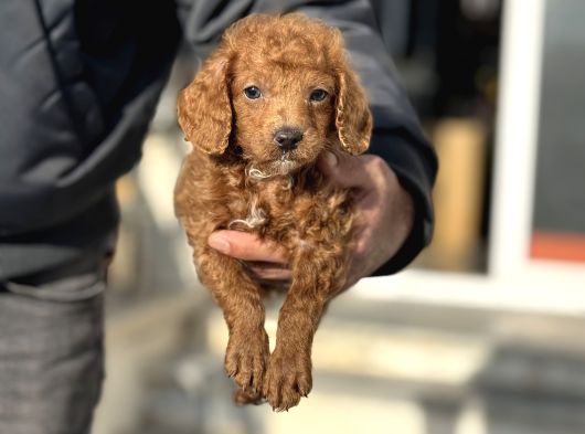 Petmode Köpek Çifrliğinden Maltipoo Yavrularımız