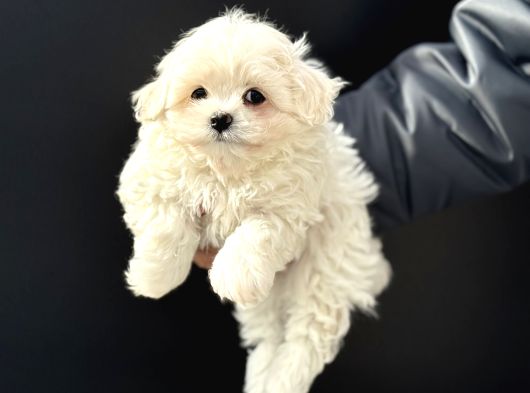Petmode Köpek Çifrliğinden Kore Kan Maltese Yavrumuz