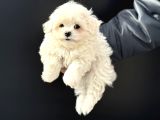 Petmode Köpek Çifrliğinden Kore Kan Maltese Yavrumuz