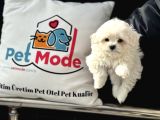 Petmode Köpek Çifrliğinden Kore Kan Maltese Yavrumuz