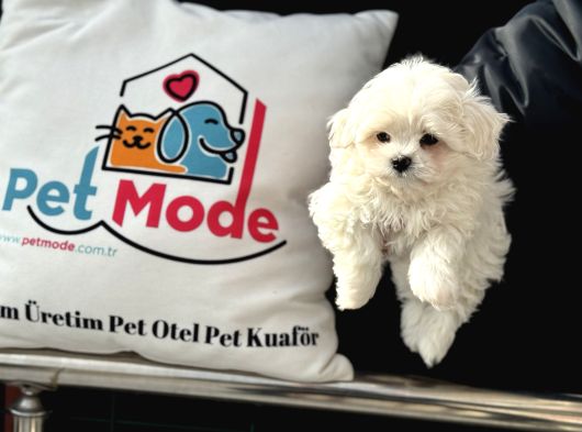 Petmode Köpek Çifrliğinden Kore Kan Maltese Yavrumuz görsel