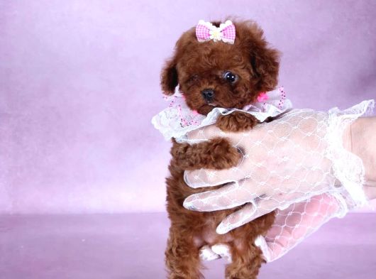 Top Kafa Sıfır Burun Gerçek Kore Toy Poodle Yavrular görsel