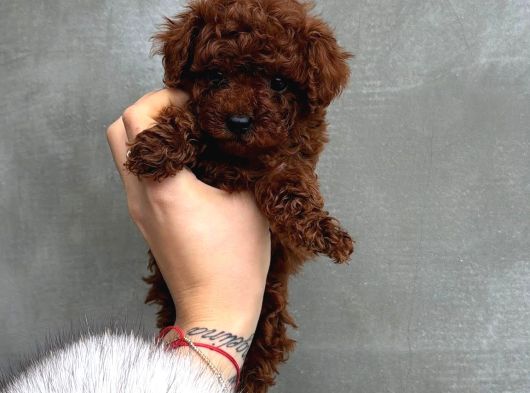 Top Kafa Sıfır Burun Gerçek Kore Toy Poodle Yavrular görsel
