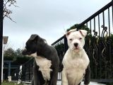 MÜKEMMEL ANATOMİDE BEBEK BULLY XL YAVRULAR