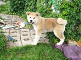 3 Aylık Full Aşılı Japon Akita Inu Yavrumuz