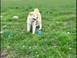 3 Aylık Full Aşılı Japon Akita Inu Yavrumuz