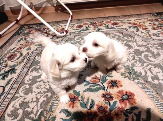 Xs Maltese Bebekler görsel