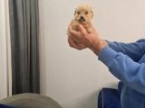 Çok Büyümeyen Minyatür Minnaklarım