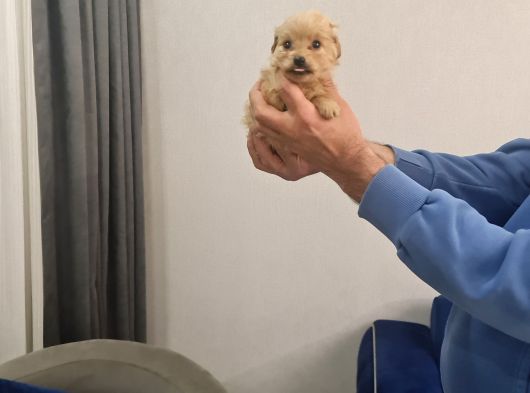 Çok Büyümeyen Minyatür Minnaklarım görsel