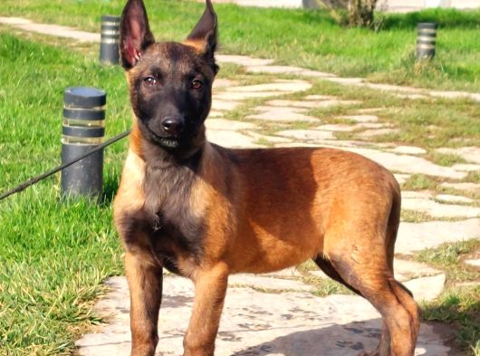 Belçi̇ka Mali̇noi̇s Yavrulari Son Nokta İstanbul görsel