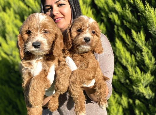 Safkan Orji̇nal Malti̇po Yavrularim