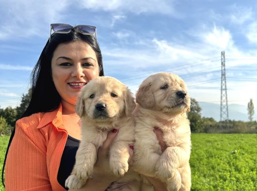Baby Face Golden Retriever Yavrularım