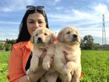 Baby Face Golden Retriever Yavrularım
