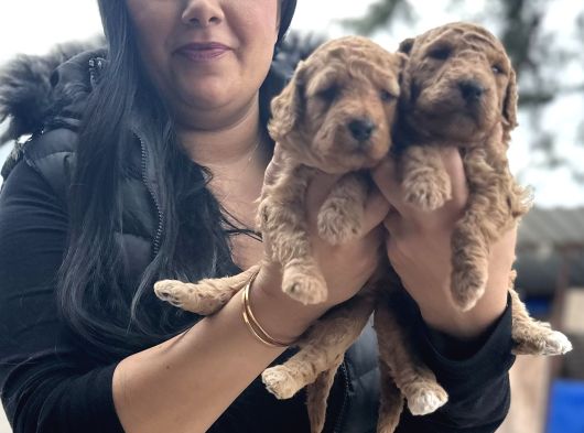 ORJİNAL RED DEV POODLE YAVRULARIM