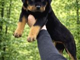 Harika Anatomi Alanının En İyisi Rottweiler Yavrular