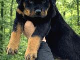 Harika Anatomi Alanının En İyisi Rottweiler Yavrular