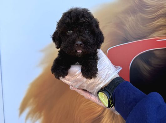 Özel Renk Chocolate Browne Toy Poodle Yavrularimiz görsel