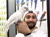 Çok Evci̇l Konuşan Goffi̇n Kakadu Papağanimiz