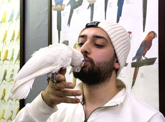 Çok Evci̇l Konuşan Goffi̇n Kakadu Papağanimiz görsel