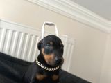 Dişi Doberman Bebekler Aşılı Estetikli