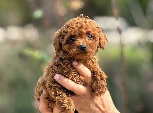 TEACUP KOREA POODLE KG GARANTİLİ ASILI ÇİS EGİTİMLİ SAFKAN