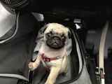 0 Burun Pug Mops Yavrular