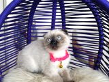 Scottish Fold Çikolata Point