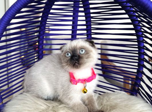 Scottish Fold Çikolata Point görsel