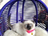 Scottish Fold Çikolata Point