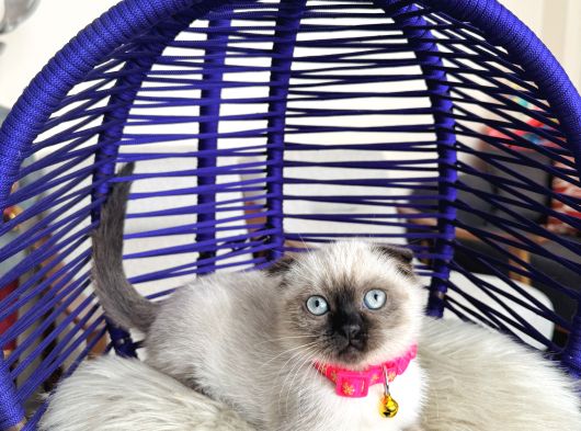 Scottish Fold Çikolata Point görsel