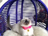 Scottish Fold Çikolata Point