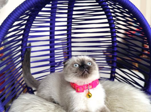 Scottish Fold Çikolata Point görsel
