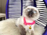 Scottish fold çikolata point
